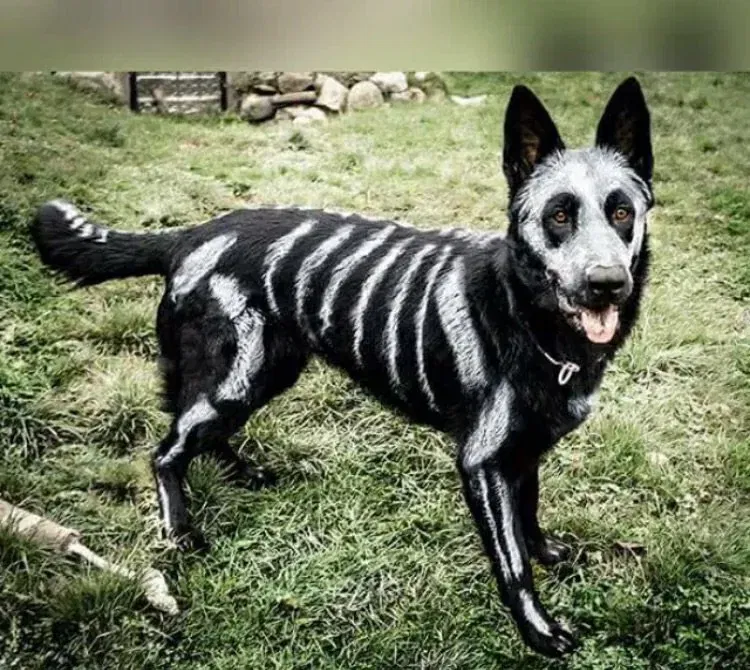 pooch halloween costume skeleton