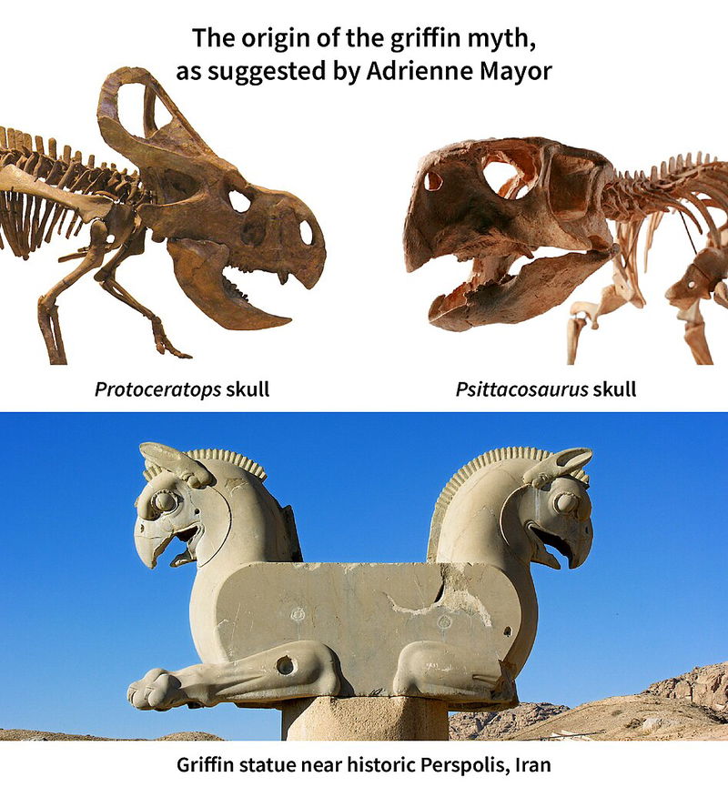 Protoceratops remains as source of griffin myth