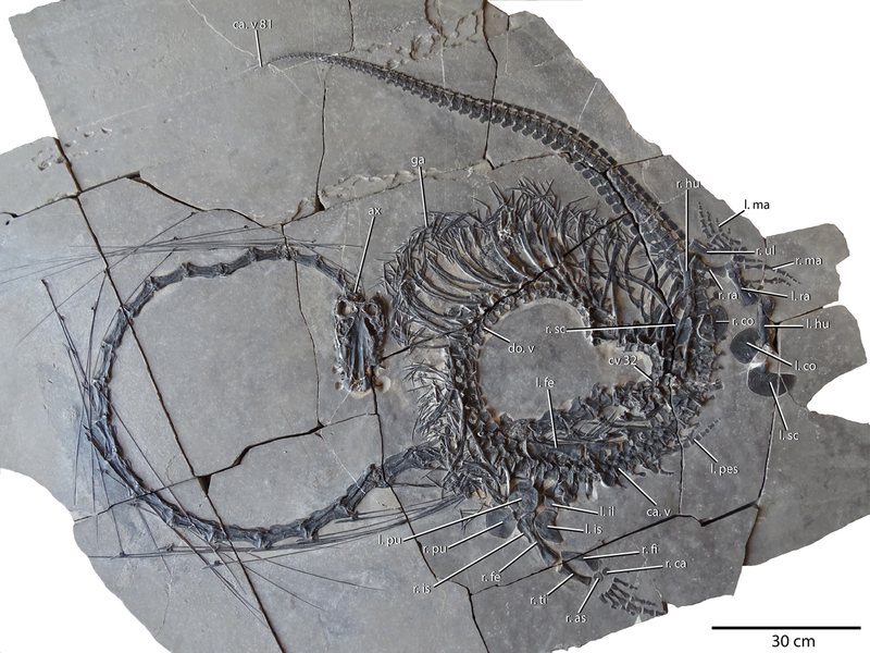 Dinocephalosaurus orientalis fossil