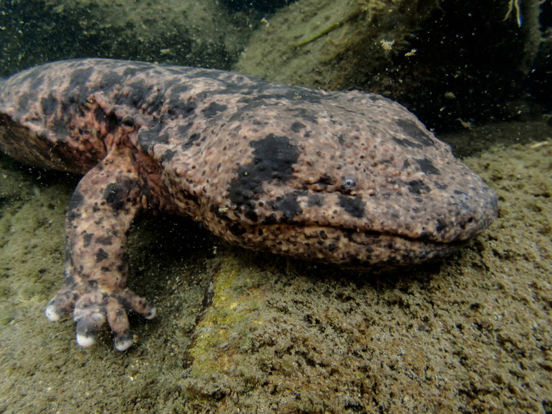 giant japanese salamander