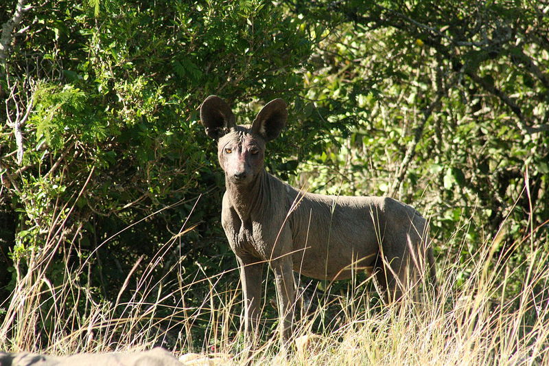 Wild dog suffering mange mistaken as chupacabra