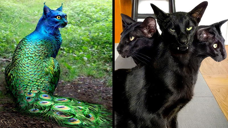 Abnormally Strange Cats That Actually Exist