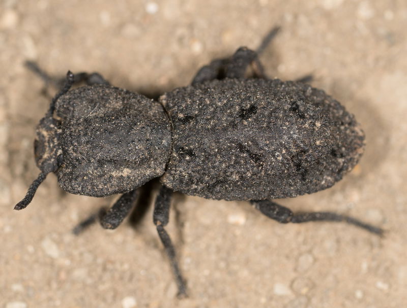 diabolical ironclad beetle (Phloeodes diabolicus)