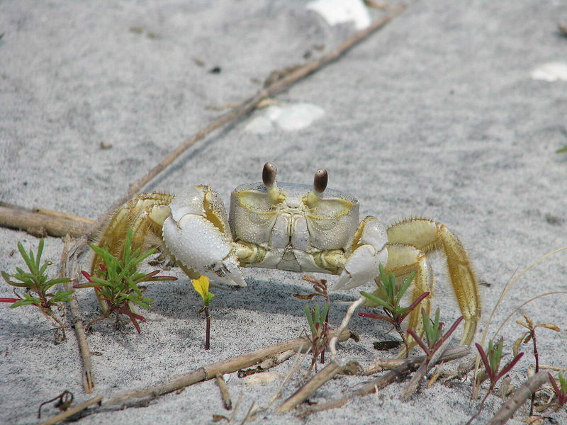 Ghost crab