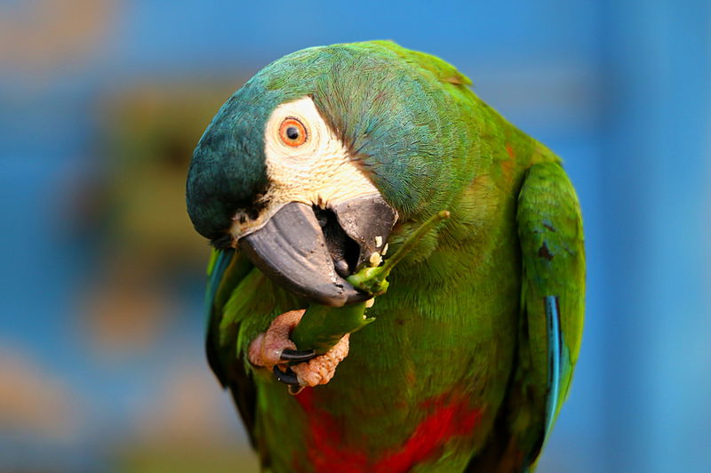 Bird eating chili