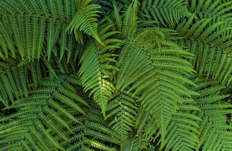 Pteridophobia, fear of fern