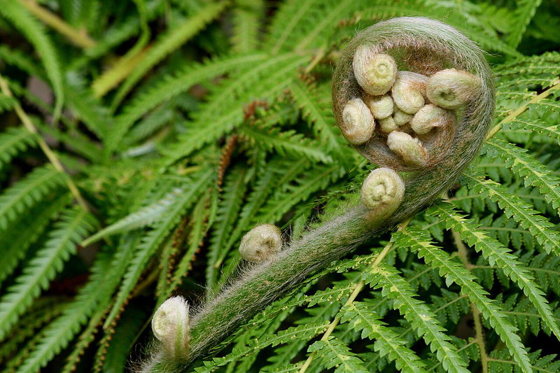 Common lady fern