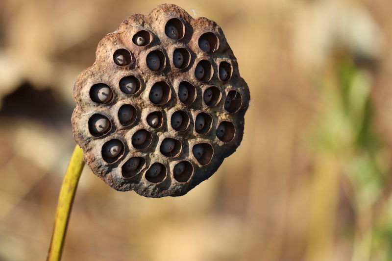 Trypophobia, fear of irregular holes