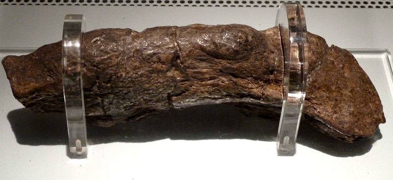 Lloyds Bank Coprolite, fossilized Viking poop