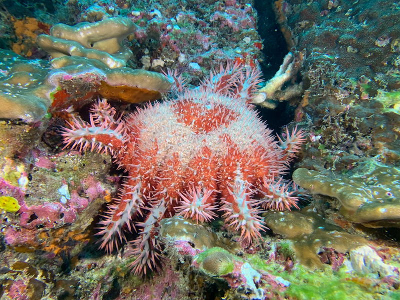 thorns starfish