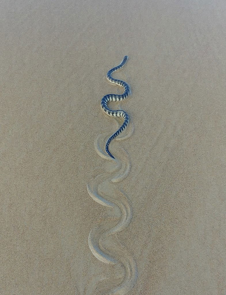 beaked sea snake