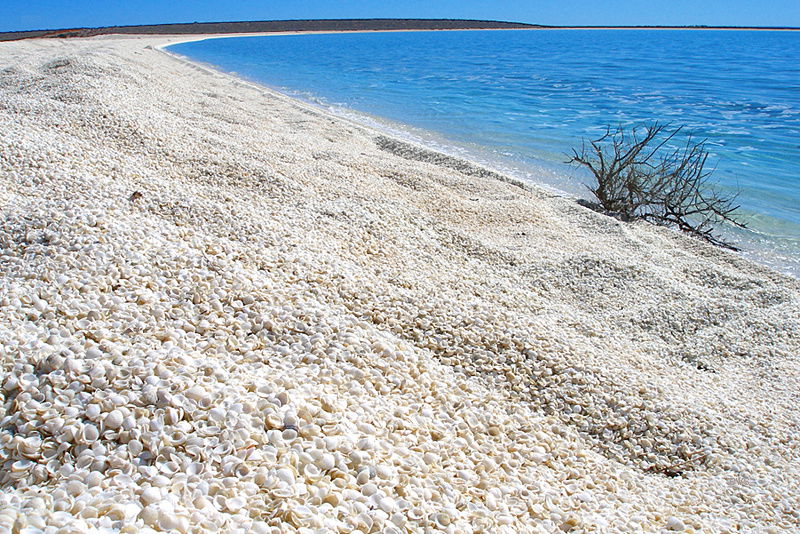 Shell Beach in Shark Bay