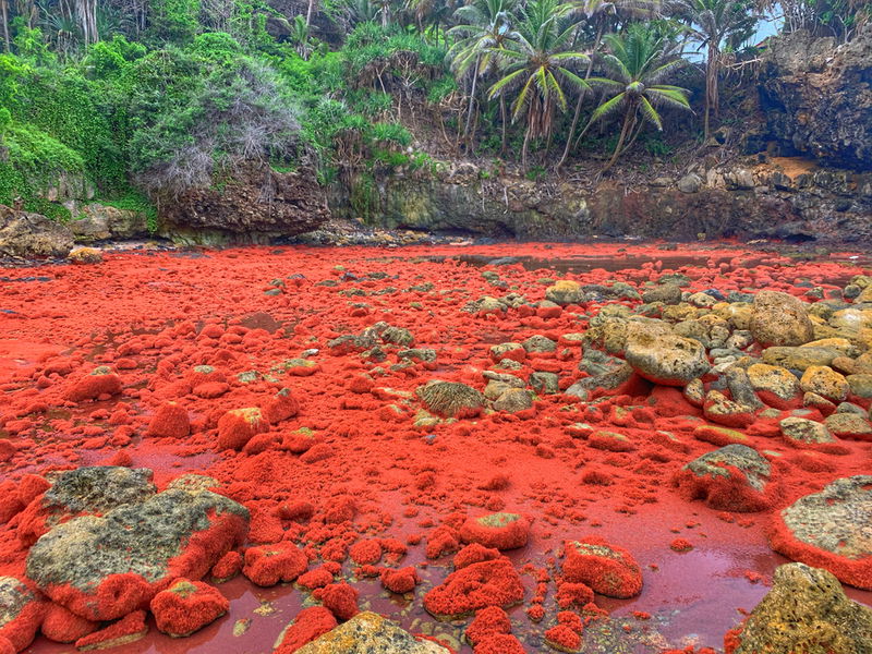 Christmas Island red crabs