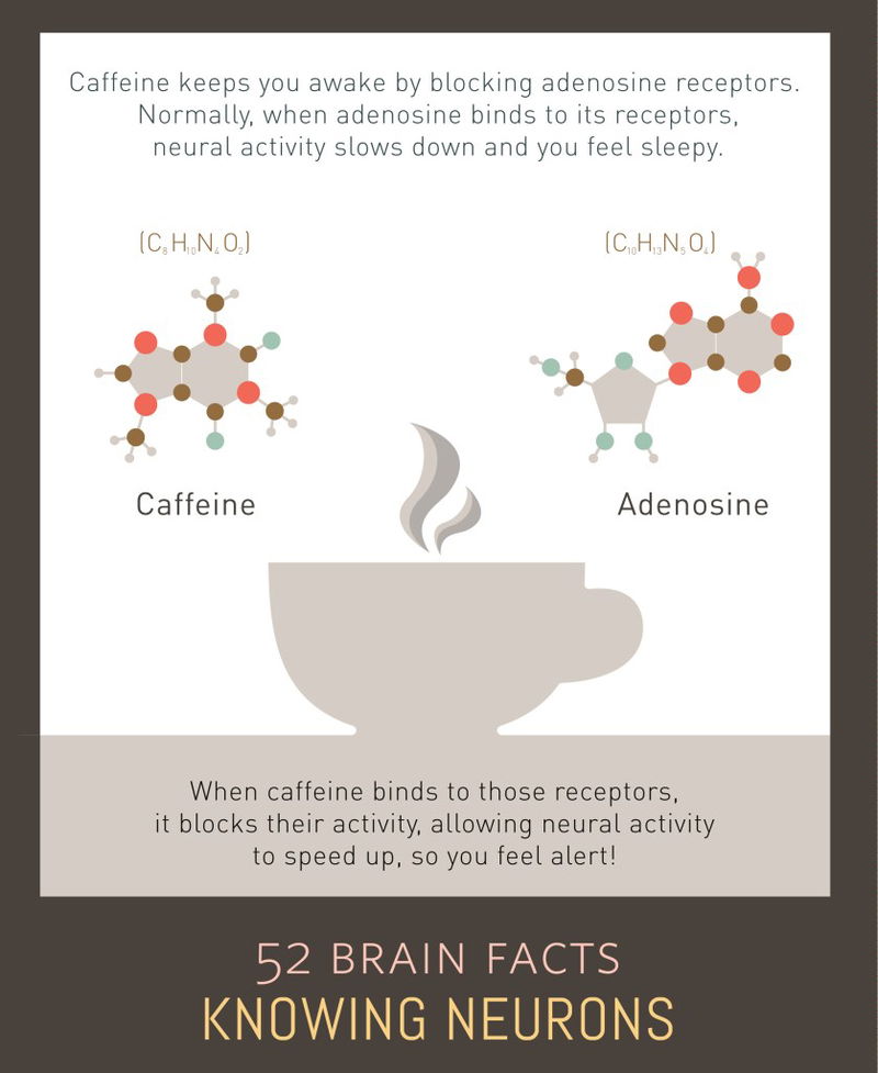 caffeine prevents adenosine absorption