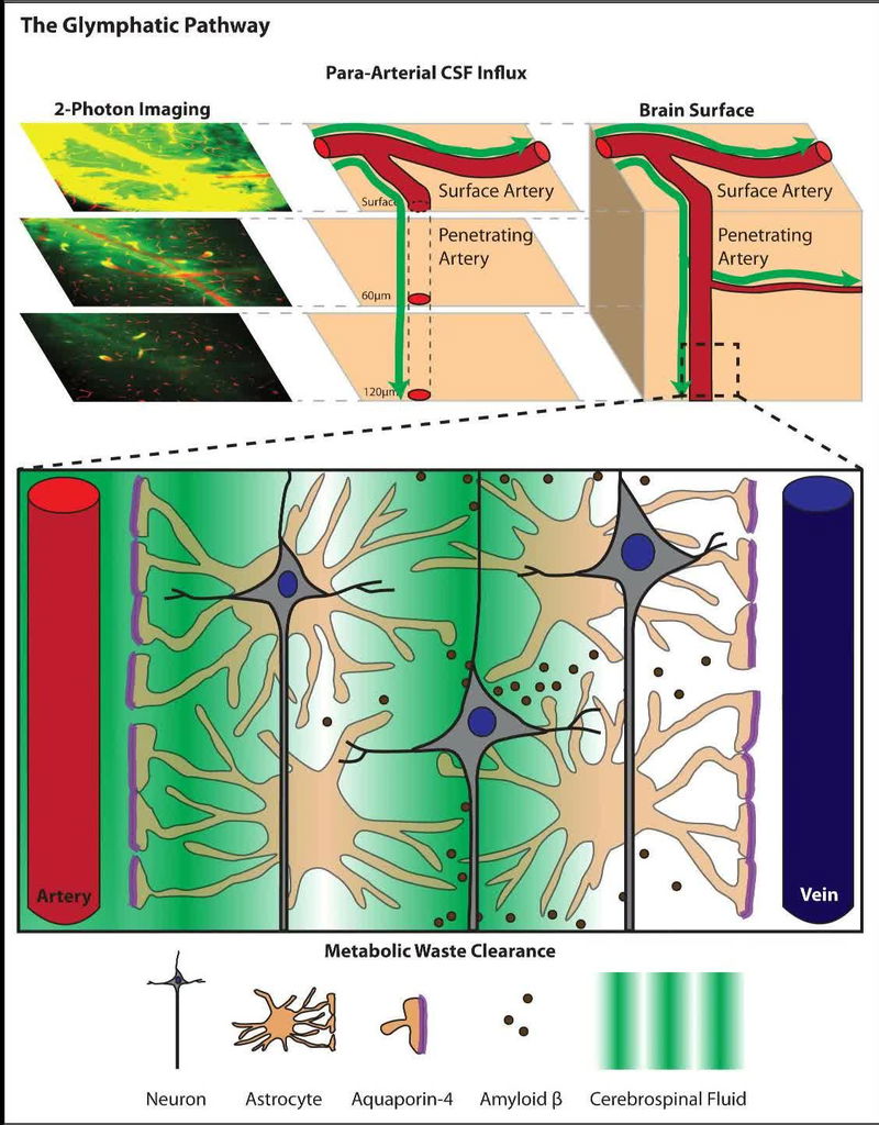 glymphatic system