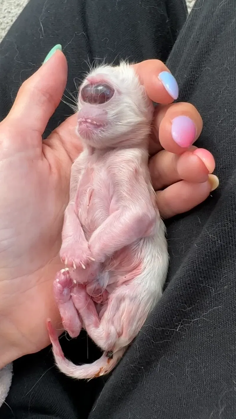 one-eyed kitten cyclopia