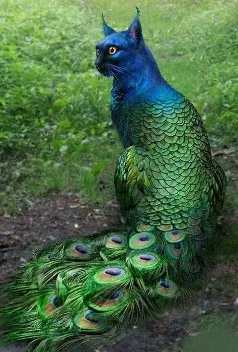 peacock and cat hybrid