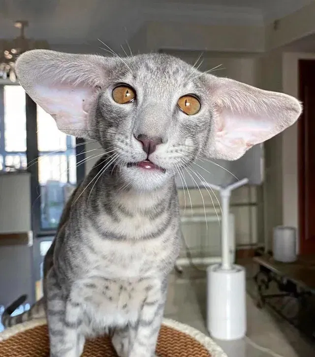 dobby the house cat