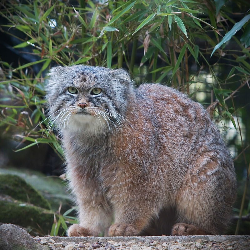 Pallas Cat