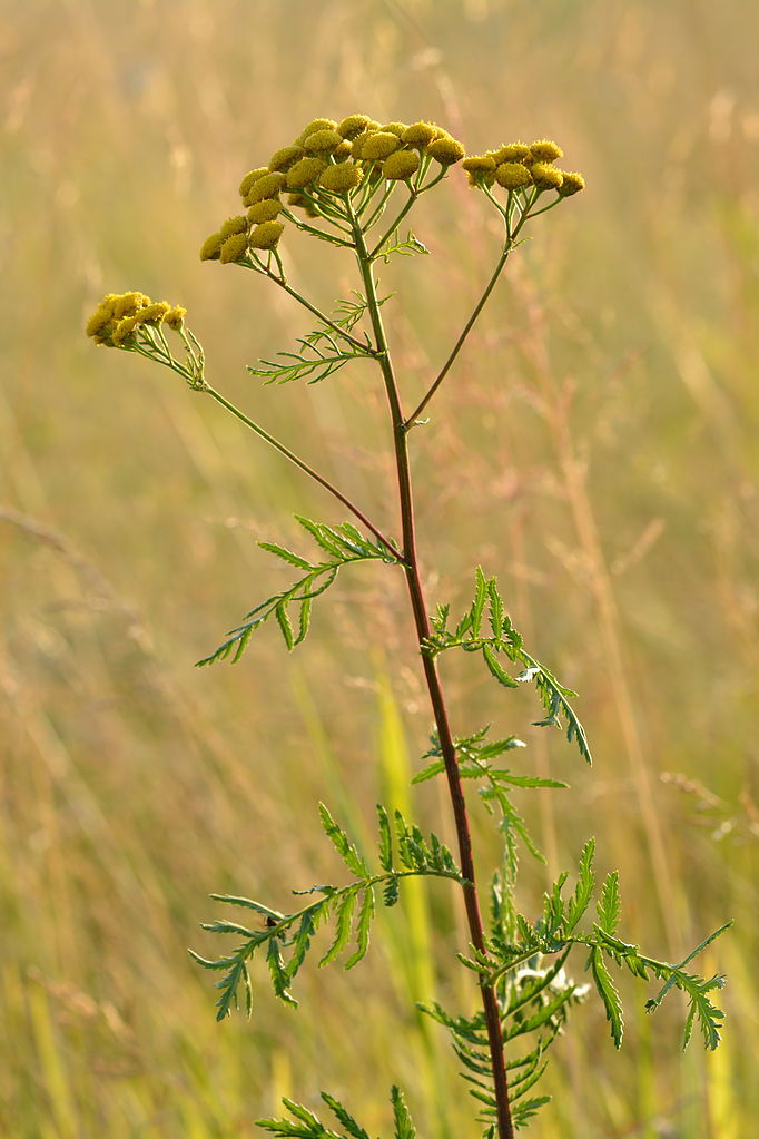 Tanacetum vulgare, Tansey