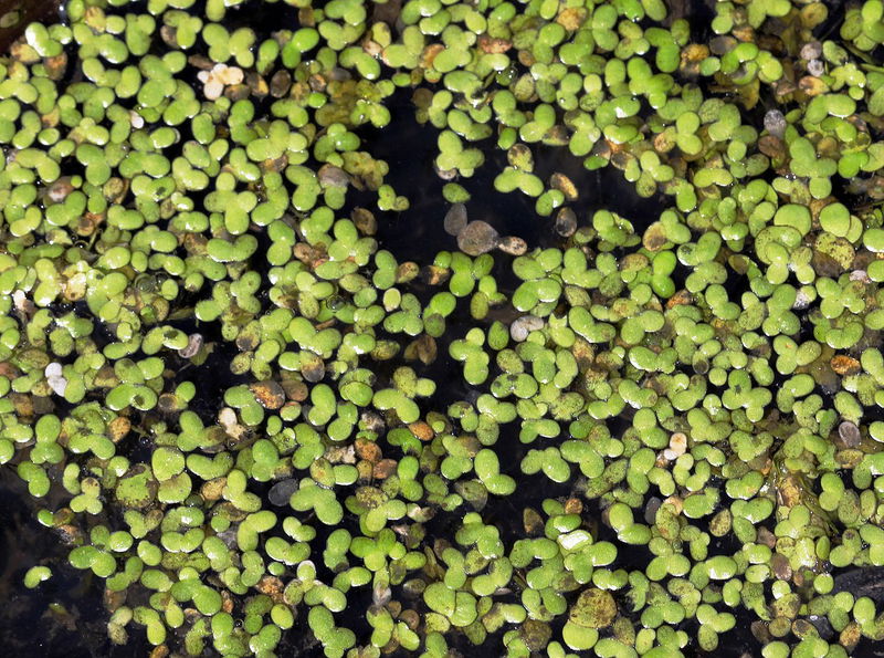 Water Plants covering water surface