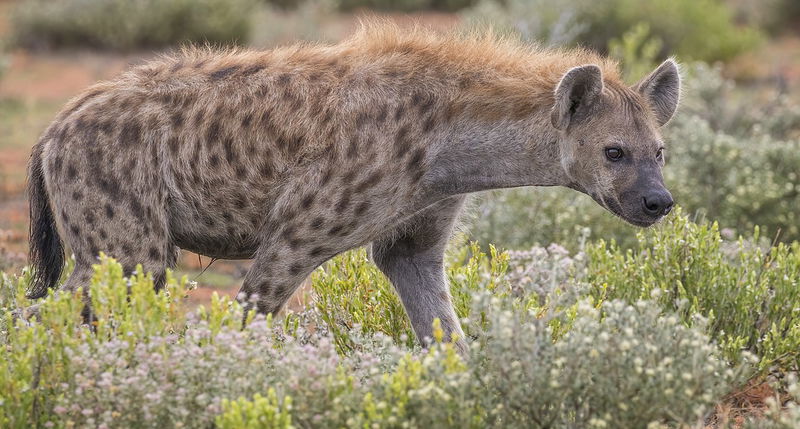 Spotted hyena (Crocuta crocuta)