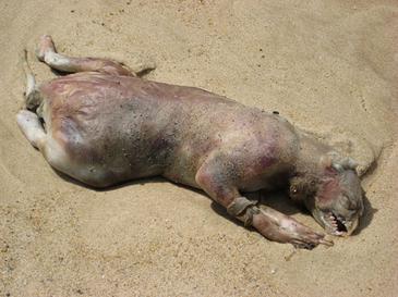 RhodeislandMonster, Montauk Monster