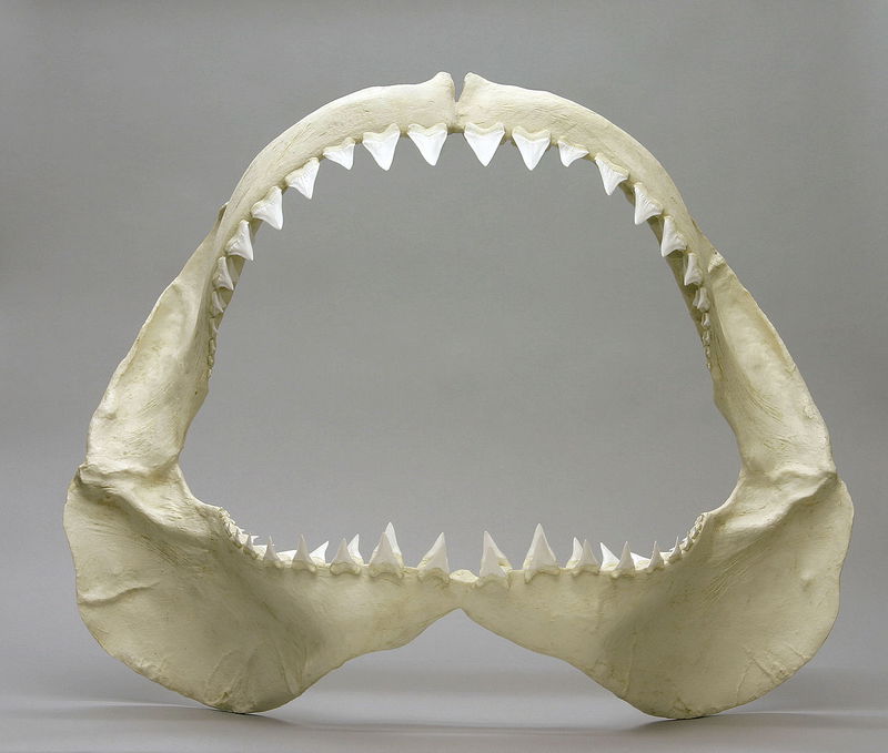 Great-White-Jaw