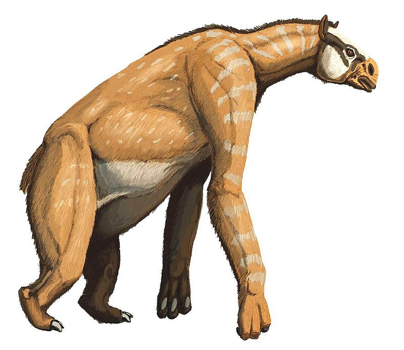 Chalicotherium, Anisodon