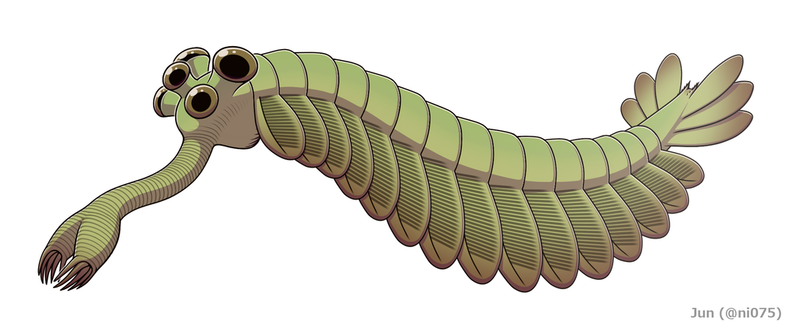 Opabinia regalis