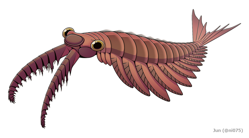 Anomalocaris canadensis