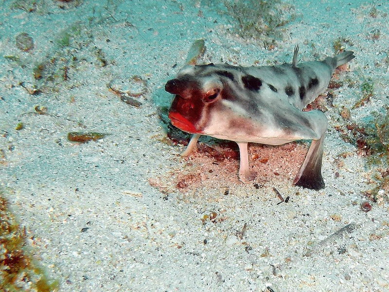 Red-lipped Bat fish