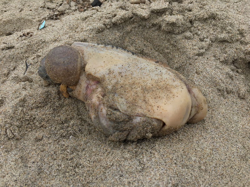 purple organ on sea beach