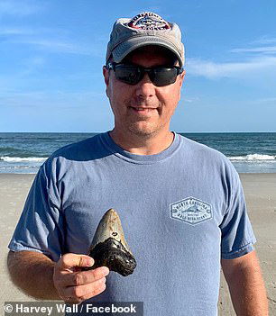 megalodon shark tooth