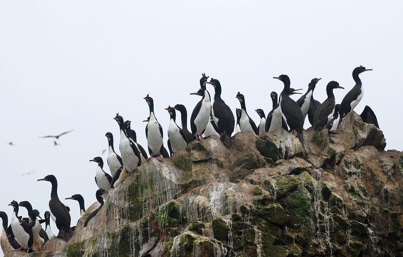 Bird population grew in Peru