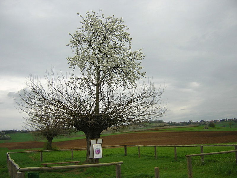 double tree of Casorzo