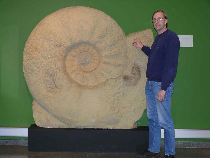 Parapuzosia seppenradensis shell human comparison