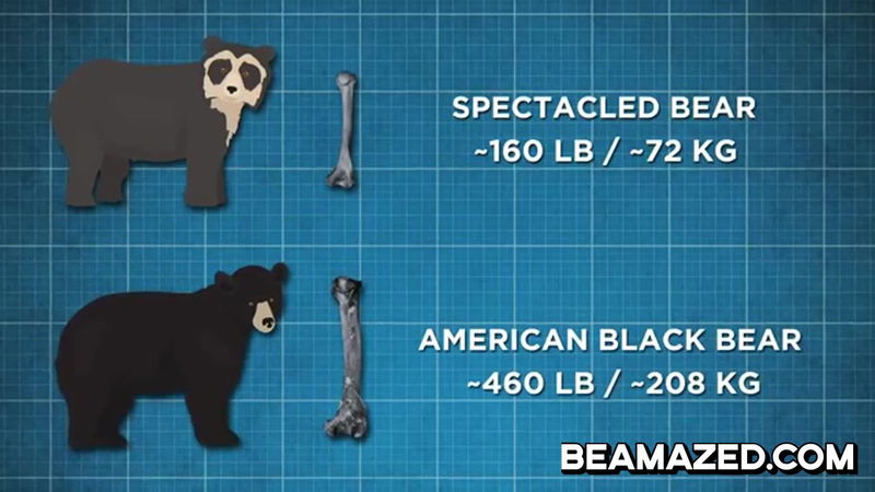 humerus comparison of spectacled bear and american black bear