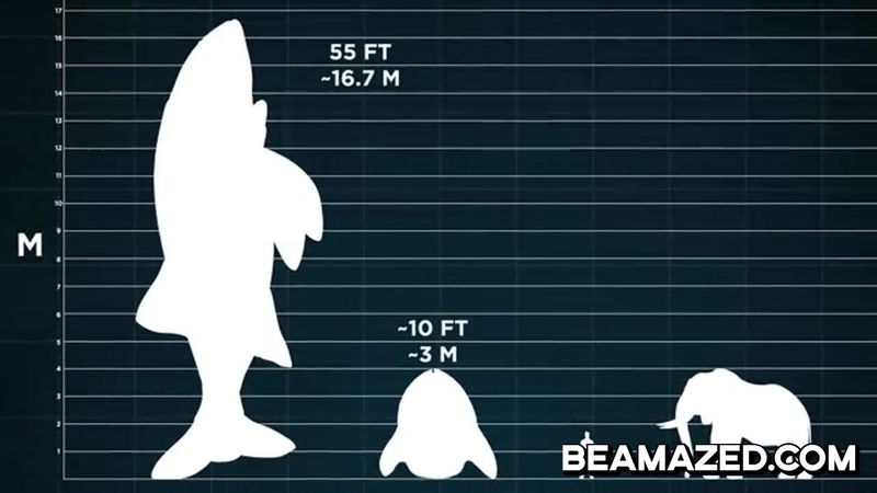 Leedsichthys height compared to sunfiish