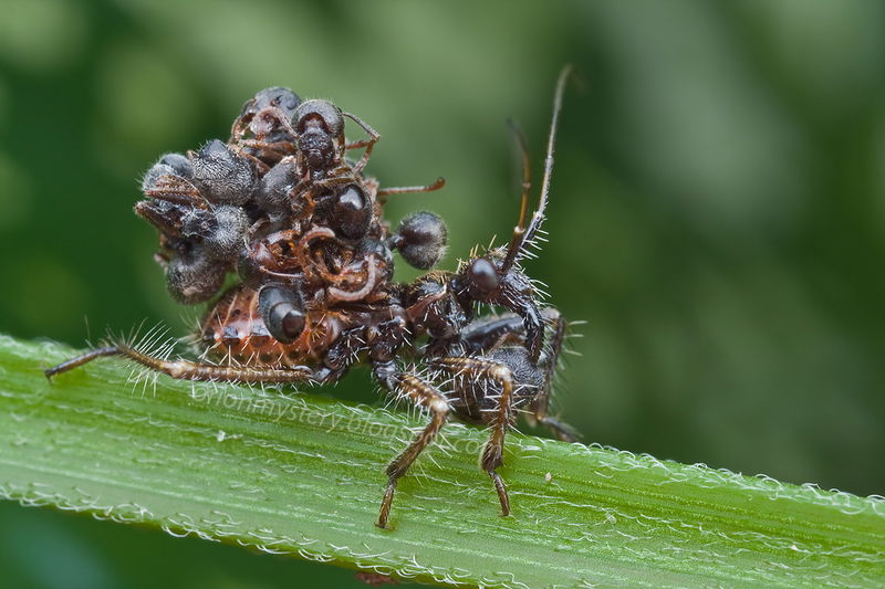 Assassin bug  a pile of ant carcasses on their backs