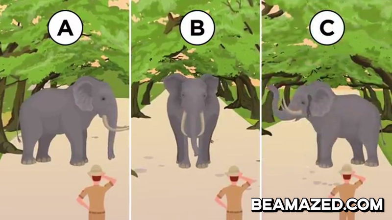 what to do against elephant