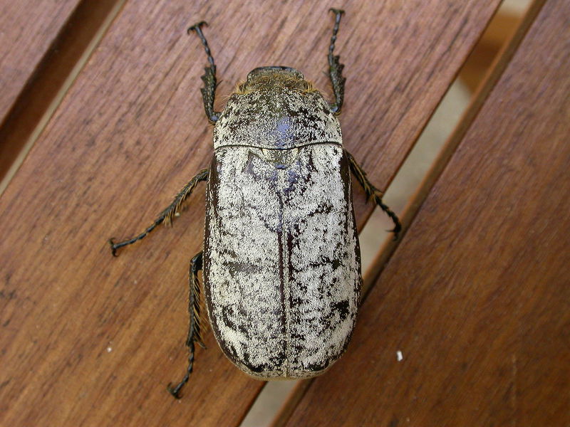 Cane Beetle