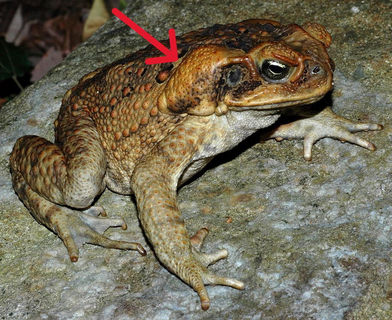 Cane toad parotoid glands