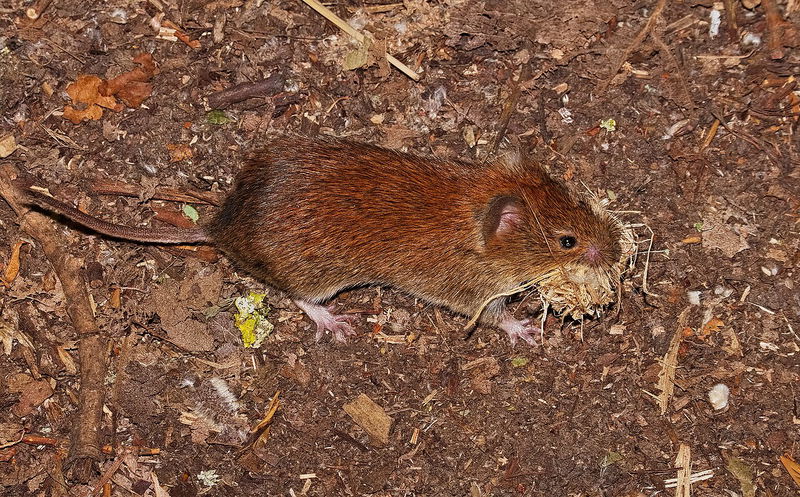 Bank Vole