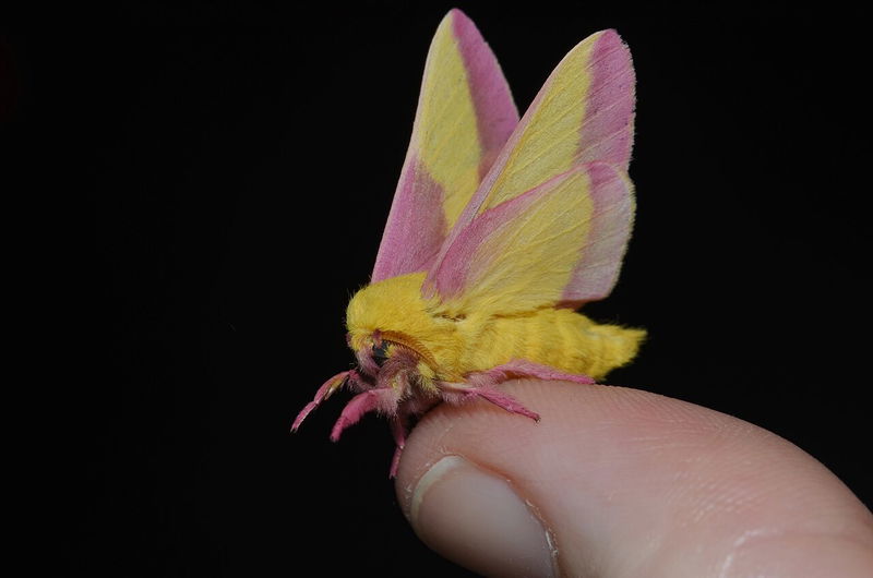 Rosy Maple Moth Dryocampa rubicunda