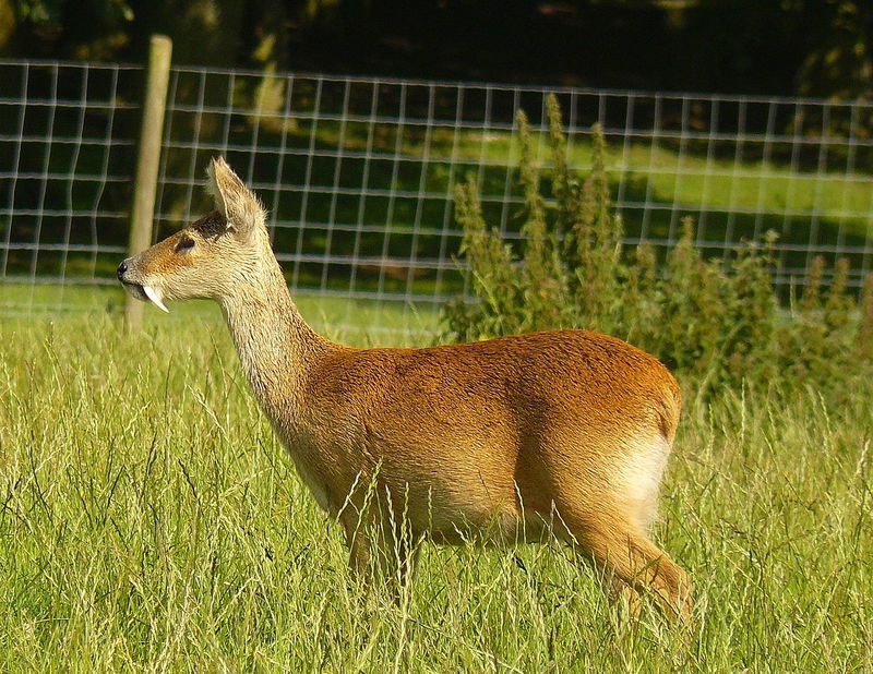 Water Deer Hydropotes inermis male