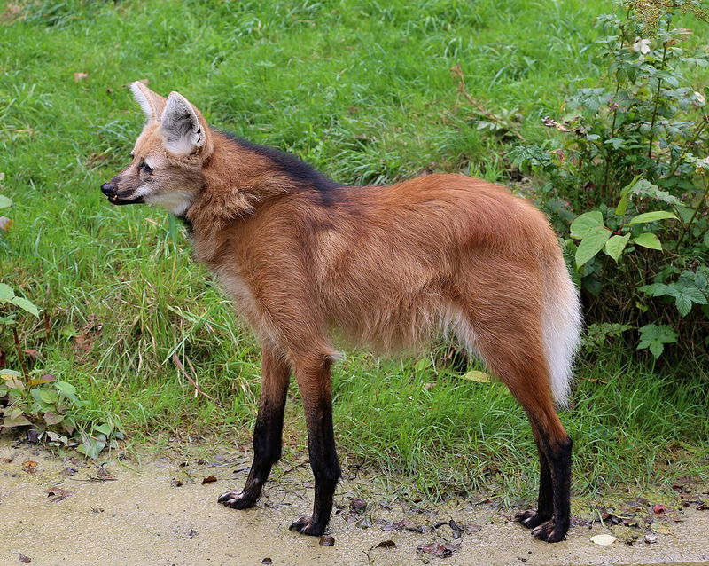 Maned Wolf