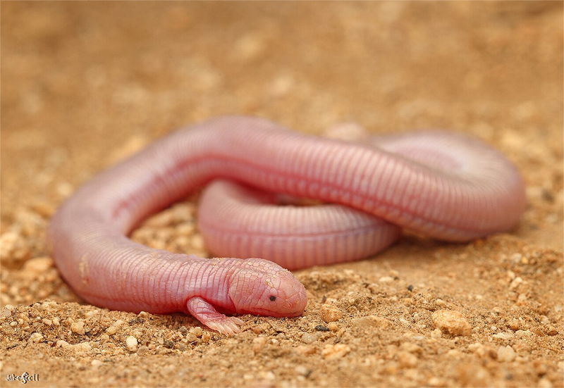 worm lizard