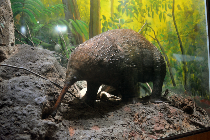 Long Beaked Echidna