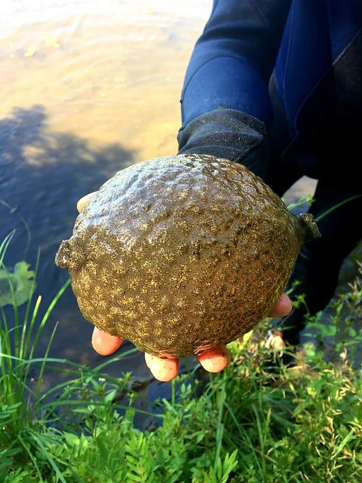 Magnificent Bryozoans